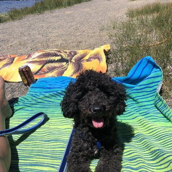 Good Neighbor Vet - My healthy puppy - Veterinarians Near Me - Vancouver, Washington Good Neighbor Vet - My healthy puppy - Veterinarians Near Me - Vancouver, Washington