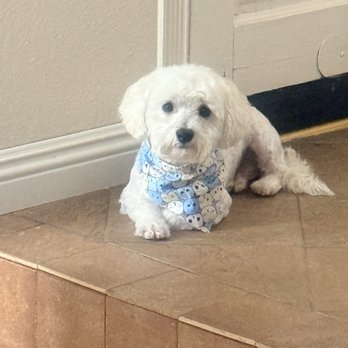 Posh Paws - After Posh Paws - Pet Groomers Near Me - Downey, California Posh Paws - After Posh Paws - Pet Groomers Near Me - Downey, California
