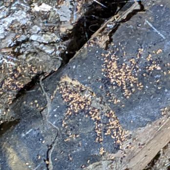 Alpha Termite - Drywood termite droppings - Pest Control Near Me - Tarzana, California Alpha Termite - Drywood termite droppings - Pest Control Near Me - Tarzana, California
