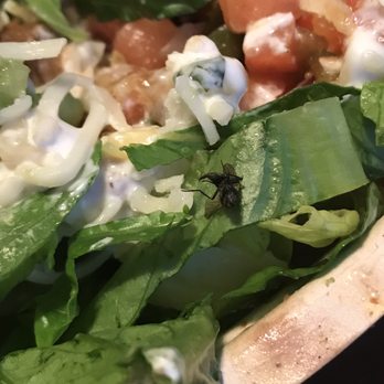 Chipotle Mexican Grill - Yummy fly in my bowl  extra protein - Fast Food Near Me - Toronto, Ontario