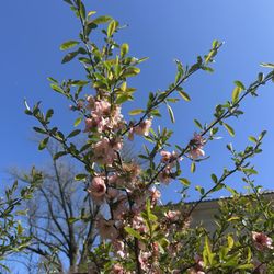 Arboretum at the Barnes Foundation - Flowers
