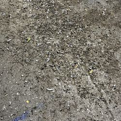 Speedway Express - Bird poo and feathers