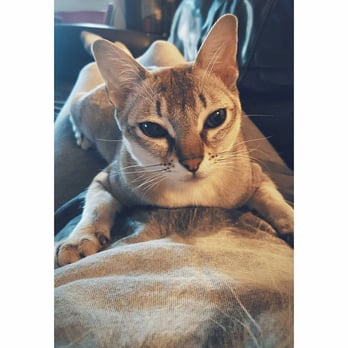 Symphony Veterinary Center - Dingus Khan, post-surgery! Symphony saved his life - Veterinarians Near Me - New York, New York Symphony Veterinary Center - Dingus Khan, post-surgery! Symphony saved his life - Veterinarians Near Me - New York, New York