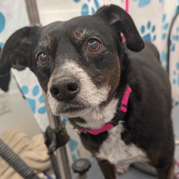 Wiggles & Wash - She loved her spa experience. - Pet Groomers Near Me Wiggles & Wash - She loved her spa experience. - Pet Groomers Near Me