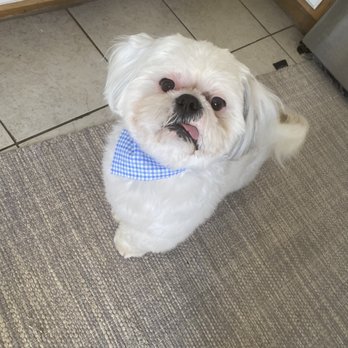 Very Important Puppy - Handsome Bruno - Pet Groomers Near Me Very Important Puppy - Handsome Bruno - Pet Groomers Near Me