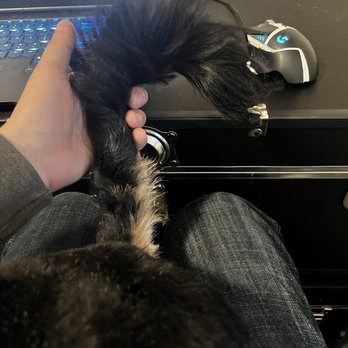 Petco - The tail has been shaved halfway up and any curls cut off. - Pet Training Near Me - Carle Place, New York