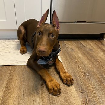 Smithfield Animal Hospital - After his second ear posting - Veterinarians Near Me - Smithfield, Virginia Smithfield Animal Hospital - After his second ear posting - Veterinarians Near Me - Smithfield, Virginia