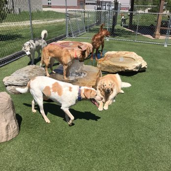 Happy Dogs - Pet Groomers Near Me - Muncie, Indiana