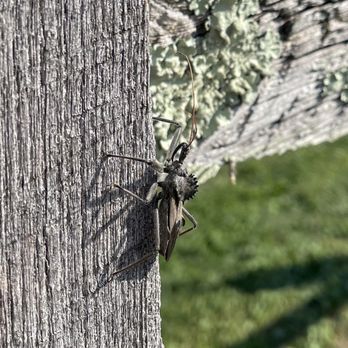 Urbana District Park - Gorgeous assassin bug - Parks Near Me - Frederick, Maryland