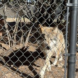 One of the ambassador Mexican grey wolves