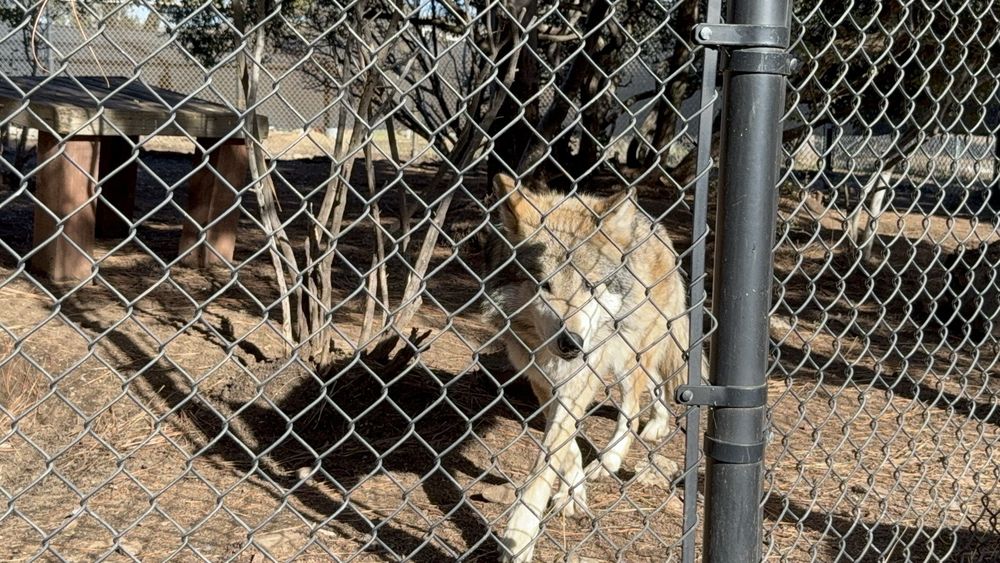 California Wolf Center Logo