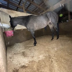 Double M Feed Garden & Pet Supply - Kandi loves her Golden 12 (sweet feed).