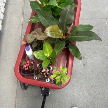 Star Nursery - this whole thing cost around 26-36 dollars - Nurseries & Gardening Near Me - Las Vegas, Nevada Star Nursery - this whole thing cost around 26-36 dollars - Nurseries & Gardening Near Me - Las Vegas, Nevada