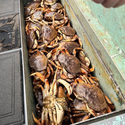 The New Sea Angler - Dungeness Crab...7-inches and larger