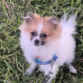 On Command K9 Academy - Buster, Pomeranian, Companion Dog Training, Sarasota, Florida - Pet Training Near Me