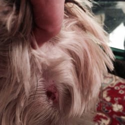 Pet Paradise - This is the result from the razor burn from 2 days ago at his groom that was not complete from Pet Paradise.