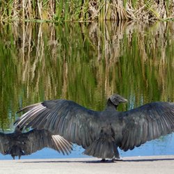 St. Sebastian River Preserve State Park - Turkey Vultures cooling off
