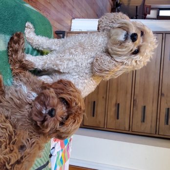 Park Slope Pups - Dog Walkers Near Me Park Slope Pups - Dog Walkers Near Me