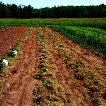 Stony Branch Growers - Mulching - CSA Near Me - Rocky Ridge, Maryland