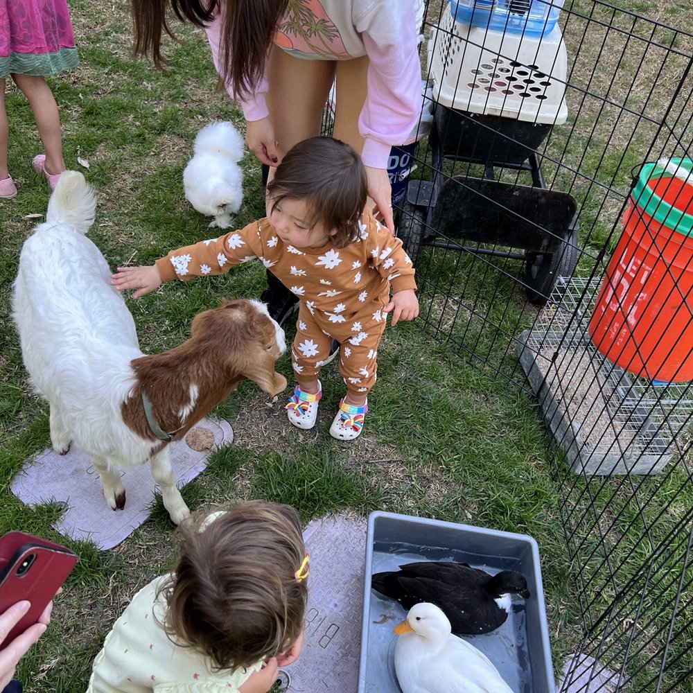 Cindy Lu's Petting Zoo - Baby goat and ducks - Petting Zoos Near Me Cindy Lu's Petting Zoo - Baby goat and ducks - Petting Zoos Near Me