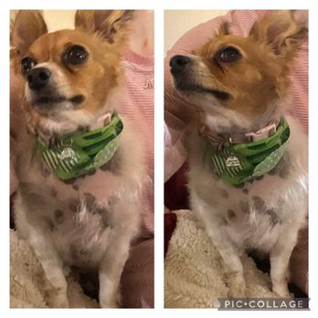 Peaceful Paws Pet Spa - My sweet baby Loca! - Pet Groomers Near Me - Sierra Vista, Arizona Peaceful Paws Pet Spa - My sweet baby Loca! - Pet Groomers Near Me - Sierra Vista, Arizona