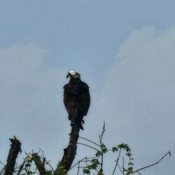Chain of Lakes Boat Tours