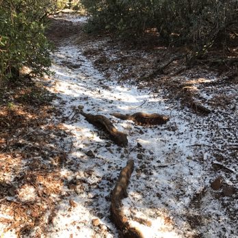 Mount Diablo State Park - Ice from the branches line the trail as the wind blows - Parks Near Me - Clayton, California Mount Diablo State Park - Ice from the branches line the trail as the wind blows - Parks Near Me - Clayton, California