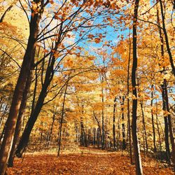 Humber Arboretum