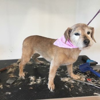Head to Tail - Pet Groomers Near Me - Rutland, Vermont Head to Tail - Pet Groomers Near Me - Rutland, Vermont
