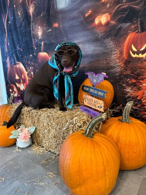 City Bark Miami by null