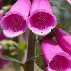 Mount Grant Preserve - A very pink foxglove plant.
