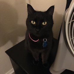 Avalon Veterinary Hospital - Sorceress