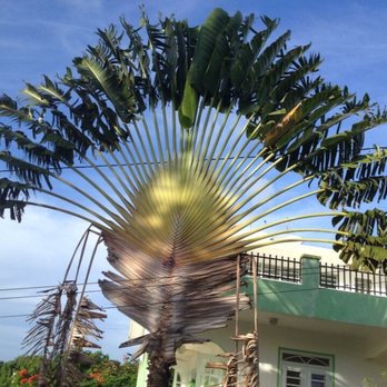 Casa De Claire Guesthouse - I fell in love with this fan palm tree in front of the house. - Guest Houses Near Me - Vieques, Puerto Rico