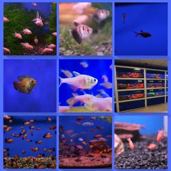 Aquamania Pets & Aquatic Superstore