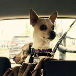 Happy Doggie Dog Walking - Bobo enjoys the ride almost as much as the park.