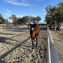 Photo of Sycamore Trails Stables
