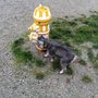 Photo of West Side Off-Leash Dog Area