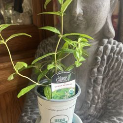Papas Organic Plants - Lemon Verbena plant.