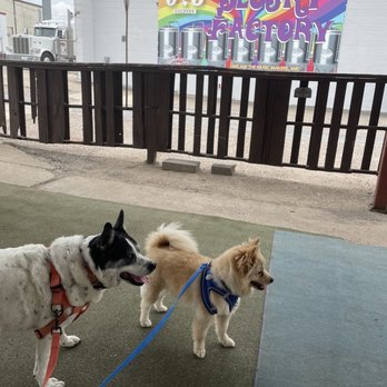 903 Brewers - The dogs enjoyed the patio! - Breweries Near Me - Sherman, Texas