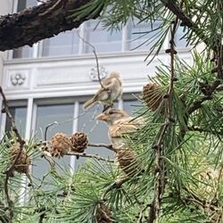 The Smithsonian Urban Bird Habitat