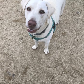 Alameda Creek Trail - Riley at the dog park - Hiking Near Me - Fremont, California Alameda Creek Trail - Riley at the dog park - Hiking Near Me - Fremont, California