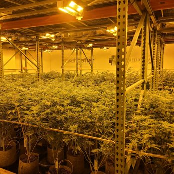 Colorado Cannabis Tours - og medicinals growing - Cannabis Tours Near Me - Denver, Colorado