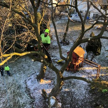 The Tree Surgeon - Tree Services Near Me - Mount Clemens, Michigan The Tree Surgeon - Tree Services Near Me - Mount Clemens, Michigan