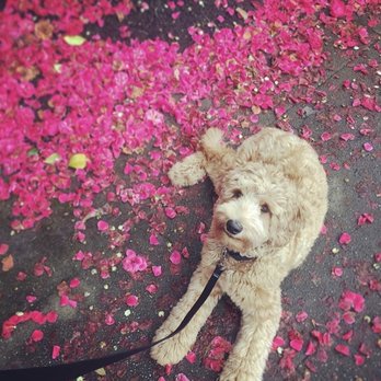 Petworks Seattle - Dog Walkers Near Me