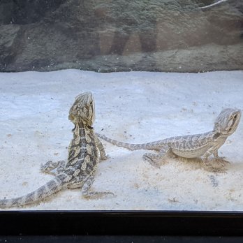 Petco - Pet Training Near Me - Keizer, Oregon