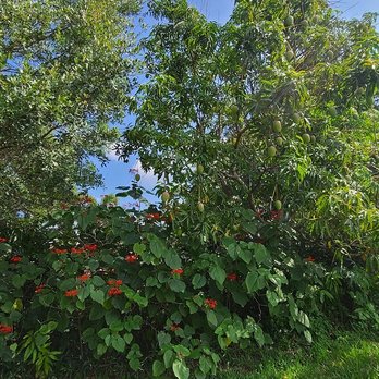 Commons Park - Parks Near Me - Royal Palm Beach, Florida Commons Park - Parks Near Me - Royal Palm Beach, Florida