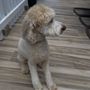 Photo of Soggy Paws Pet Grooming