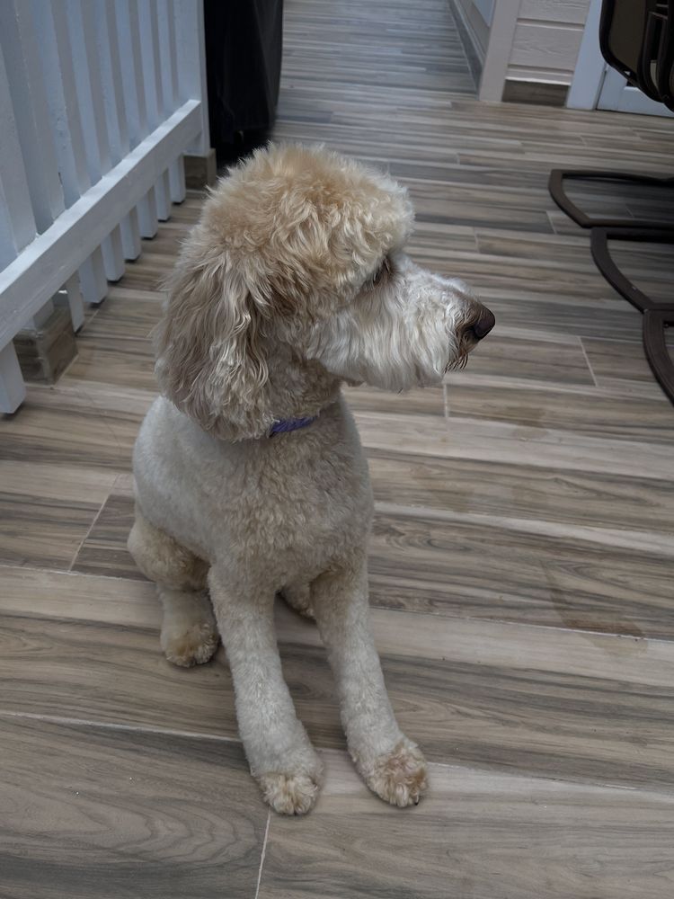 Soggy Paws Pet Grooming Image