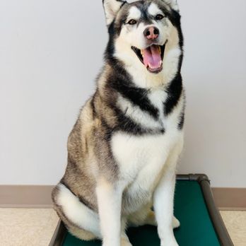 Wags & Ruffs - Pet Boarding Near Me - San Diego, California