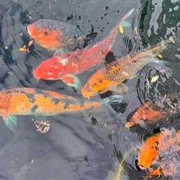 Koi